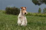 FOX TERRIER 672